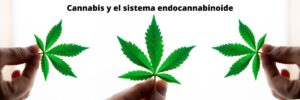 cannabis_y_el_sistema_endocannabinoide