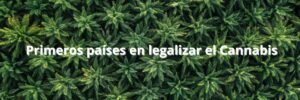 Cuáles-fueron-los-primeros-países-en-legalizar-el-cannabis