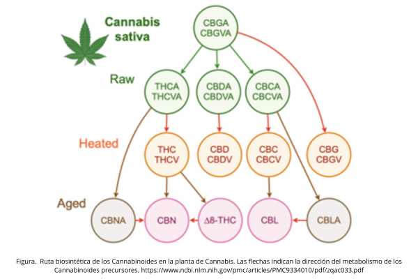 Figura. Ruta biosintética de los Cannabinoides en la planta de Cannabis. Las flechas indican la dirección del metabolismo de los Cannabinoides precursores. httpswww.ncbi.nlm.nih.govpmcarticlesPMC9