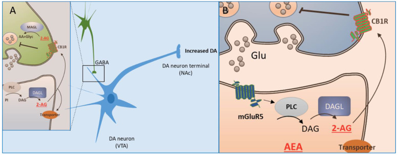 Modulación de la actividad neuronal por el sistema endoCannabinoide. 